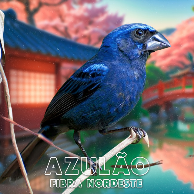 Azulão – “Fibra Nordeste”